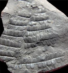 Pecopteris pennaeformis